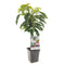 Fruithof - Prunus avium Stella Patio