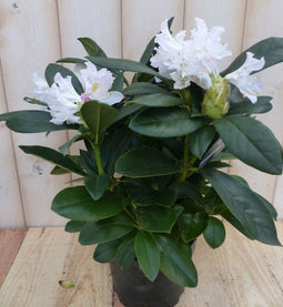 Warentuin natuurlijk - Rododendron 40 cm wit