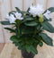 Warentuin natuurlijk - Rododendron 40 cm wit