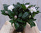 Warentuin natuurlijk - Rododendron 40 cm wit