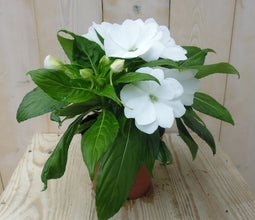 Warentuin Natuurlijk - 2 stuks! Vlijtig Liesje Impatiens wit