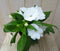 Warentuin Natuurlijk - 2 stuks! Vlijtig Liesje Impatiens wit