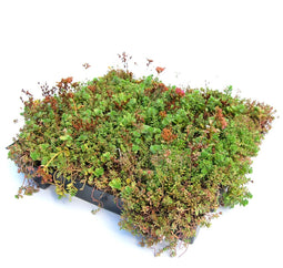 Sempergreen - Dakgroen Sedumtray voor daken Type TE Kant & Klaar 15 graden, prijs per 1 tray, Sem...