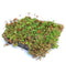 Sempergreen - Dakgroen Sedumtray voor daken Type TE Kant & Klaar 15 graden, prijs per 1 tray, Sem...