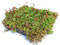 Sempergreen - Dakgroen Sedumtray voor daken Type TE Kant & Klaar 15 graden, prijs per 1 tray, Sem...