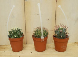 Warentuin Natuurlijk - 3 stuks! Kamerplant cactus mini laag