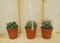 Warentuin Natuurlijk - 3 stuks! Kamerplant cactus mini laag