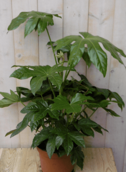 Warentuin Natuurlijk - Kamerplant Vingerplant 60 cm