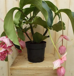 Warentuin Natuurlijk - Kamerplant Trosbloem roze