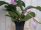 Warentuin Natuurlijk - Kamerplant Trosbloem roze