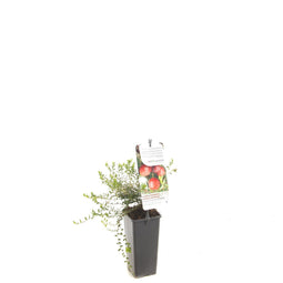 Fruithof - Vaccinium macrocarpon Cranberry