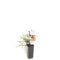 Fruithof - Vaccinium macrocarpon Cranberry