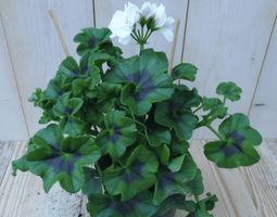 Warentuin Natuurlijk - 3 stuks! Hanggeranium wit