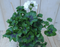 Warentuin Natuurlijk - 3 stuks! Hanggeranium wit