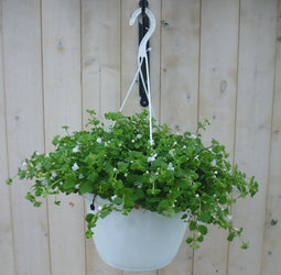 Warentuin Natuurlijk - Hangplant Bacopa