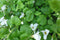 Warentuin Natuurlijk - Hangplant Bacopa