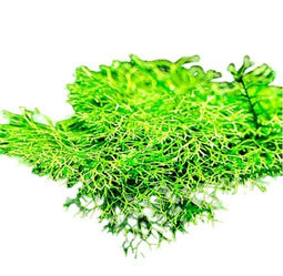Aquadistri - Eg riccia fluitans nr97