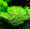 Aquadistri - Eg riccia fluitans nr97