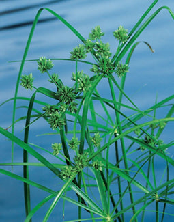 Moerings - 2 stuks! Cyperus alternifolius potmaat P9