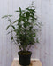Warentuin Natuurlijk - Vlinderstruik Buddleja Roze Groot 80 cm