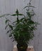 Warentuin Natuurlijk - Vlinderstruik Buddleja Roze Groot 80 cm