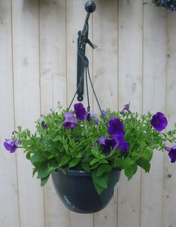 Warentuin Natuurlijk - Surfinia Hang Petunia paars