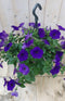 Warentuin Natuurlijk - Surfinia Hang Petunia paars