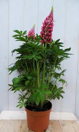 Warentuin Natuurlijk - Lupinus roze 50 cm
