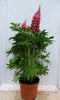 Warentuin Natuurlijk - Lupinus roze 50 cm