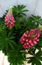 Warentuin Natuurlijk - Lupinus roze 50 cm
