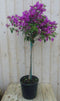 Warentuin natuurlijk - Bougainvillea roze 100 cm