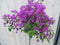 Warentuin natuurlijk - Bougainvillea roze 100 cm