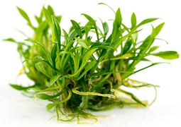 Aquadistri - Eg cryptocoryne parva nr17
