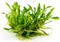 Aquadistri - Eg cryptocoryne parva nr17