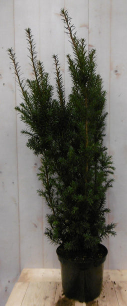 Warentuin Natuurlijk - Taxus 100 cm