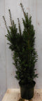 Warentuin Natuurlijk - Taxus 100 cm