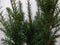 Warentuin Natuurlijk - Taxus 100 cm
