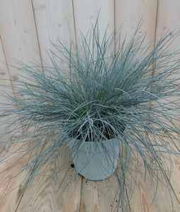 Warentuin Natuurlijk - Blauw Schapegras