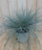 Warentuin Natuurlijk - Blauw Schapegras