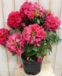 Warentuin natuurlijk - Rododendron 80 cm rood