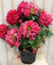 Warentuin natuurlijk - Rododendron 80 cm rood