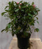 Warentuin natuurlijk - Rododendron 80 cm rood