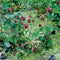 Moerings - 2 stuks! Geranium palustris potmaat P9