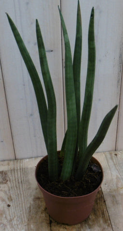 Warentuin Natuurlijk - Kamerplant Vrouwentong Sansevieria 50 cm
