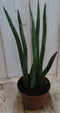 Warentuin Natuurlijk - Kamerplant Vrouwentong Sansevieria 50 cm