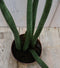 Warentuin Natuurlijk - Kamerplant Vrouwentong Sansevieria 50 cm