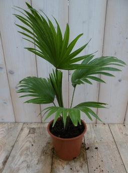 Warentuin Natuurlijk - Kamerplant Waaierpalm Livistonia Rotundifolia 30 cm