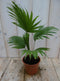 Warentuin Natuurlijk - Kamerplant Waaierpalm Livistonia Rotundifolia 30 cm