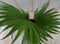 Warentuin Natuurlijk - Kamerplant Waaierpalm Livistonia Rotundifolia 30 cm