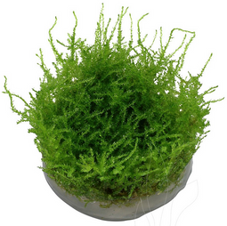 Aquadistri - Eg vesic.dubyana christmas nr119